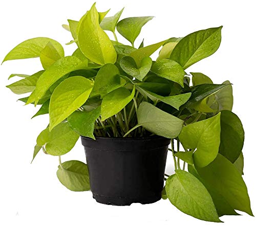 Neon Pothos