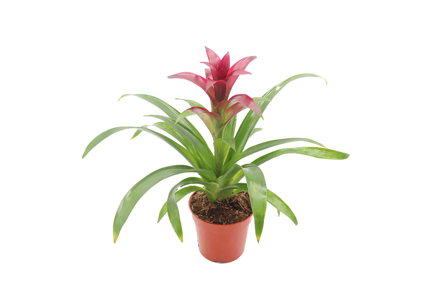 Purple Bromeliad