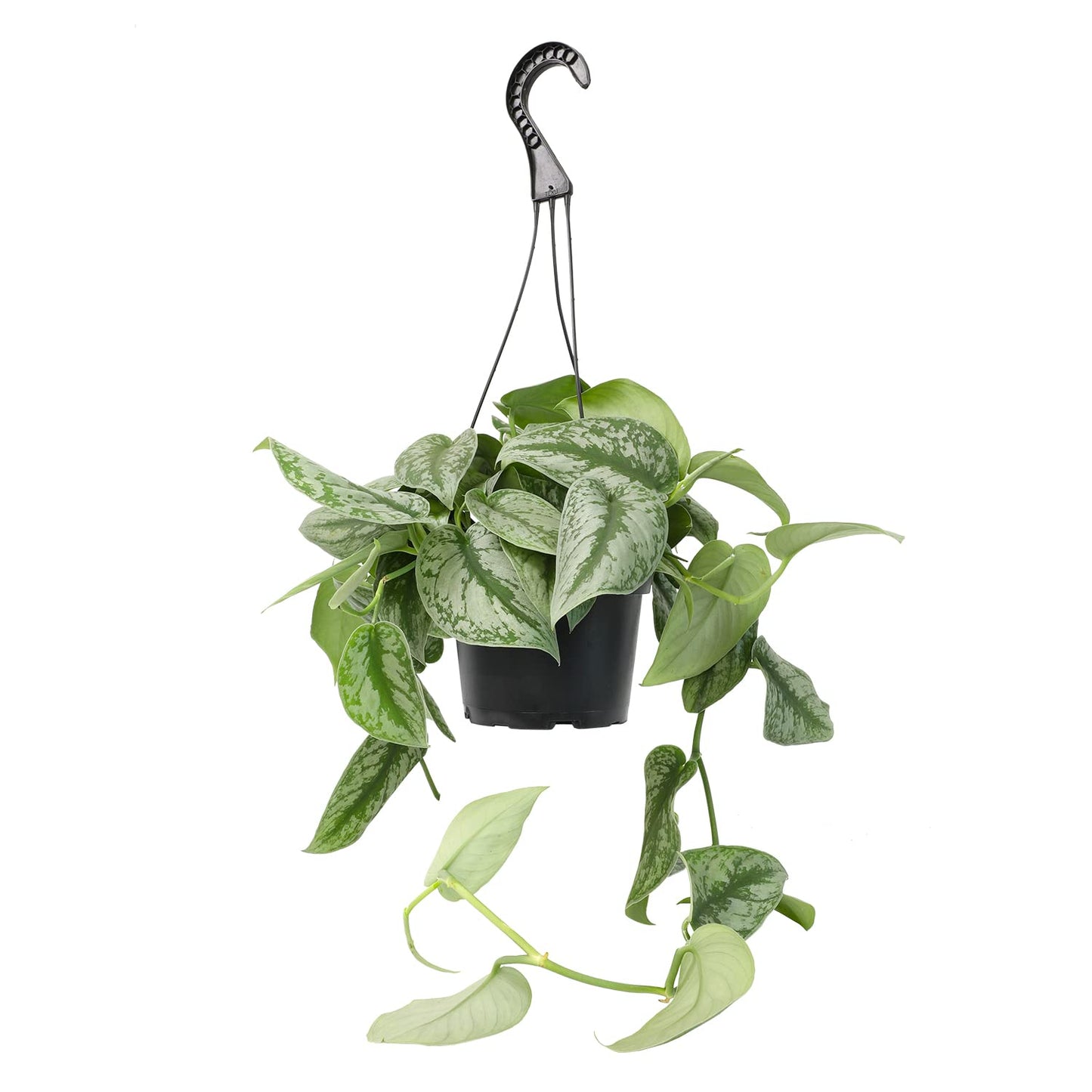 Satin Pothos