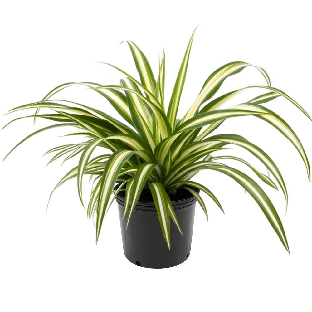 Spider Plant