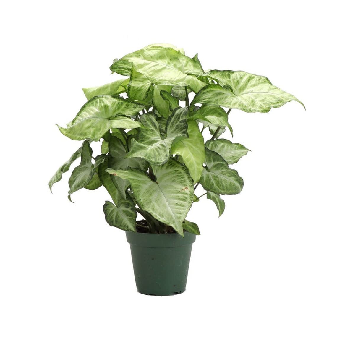 Arrowhead Plant