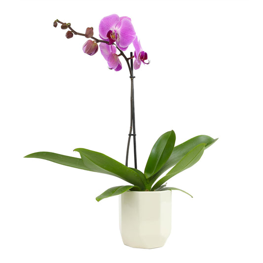 Purple Phalaenopsis