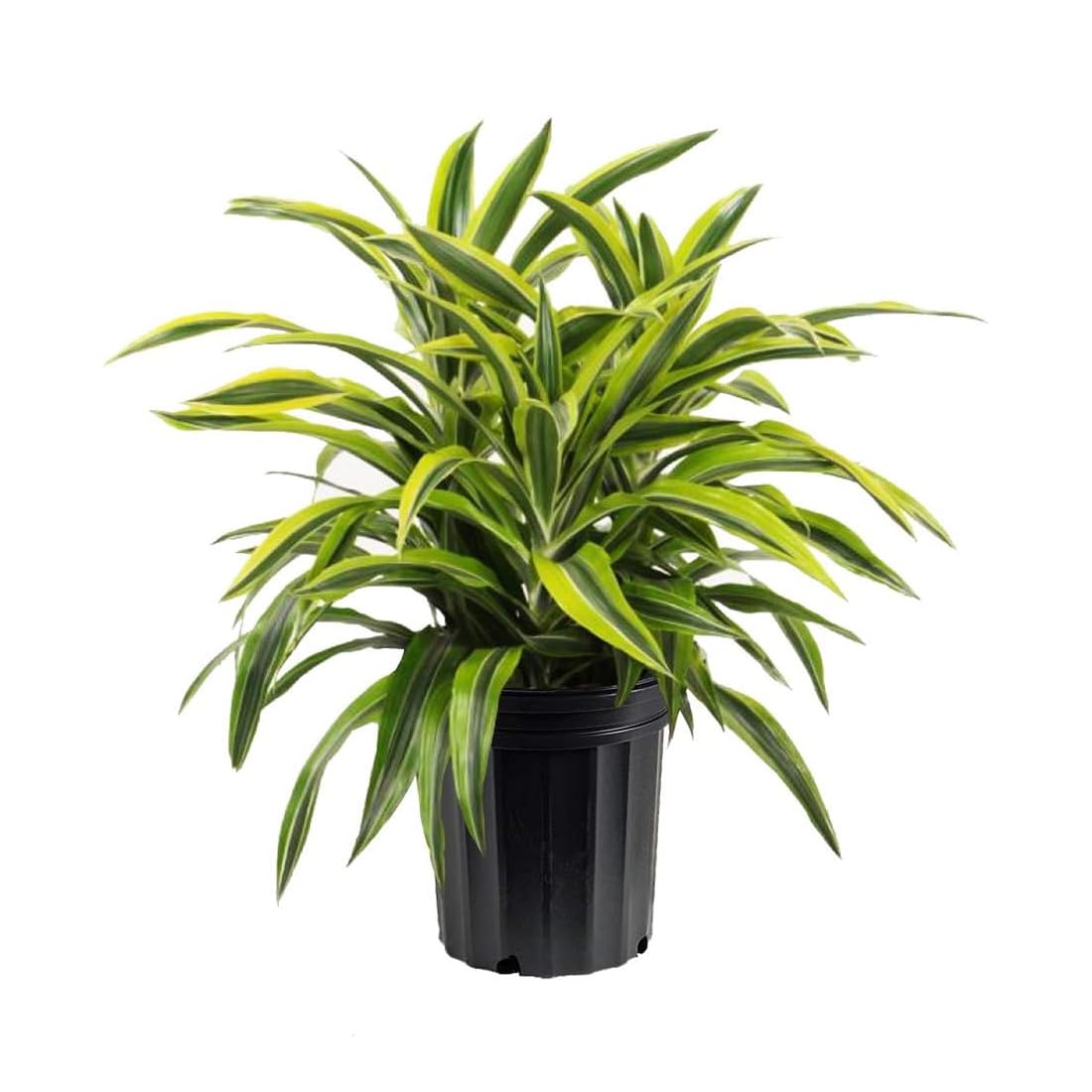 Dracaena Lemon Lime