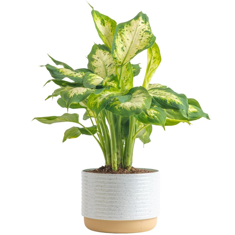 Dieffenbachia