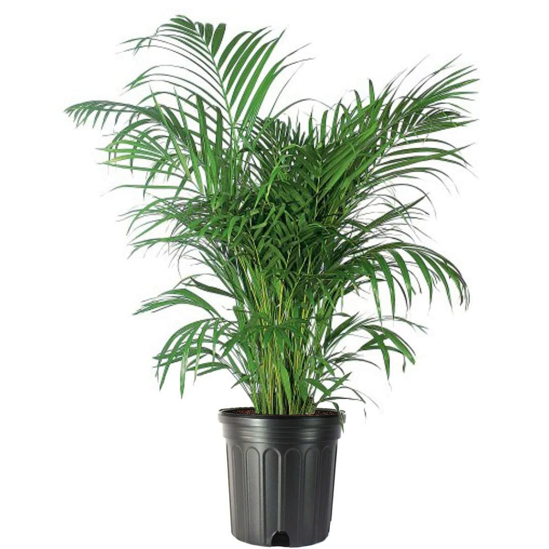 Areca Palm