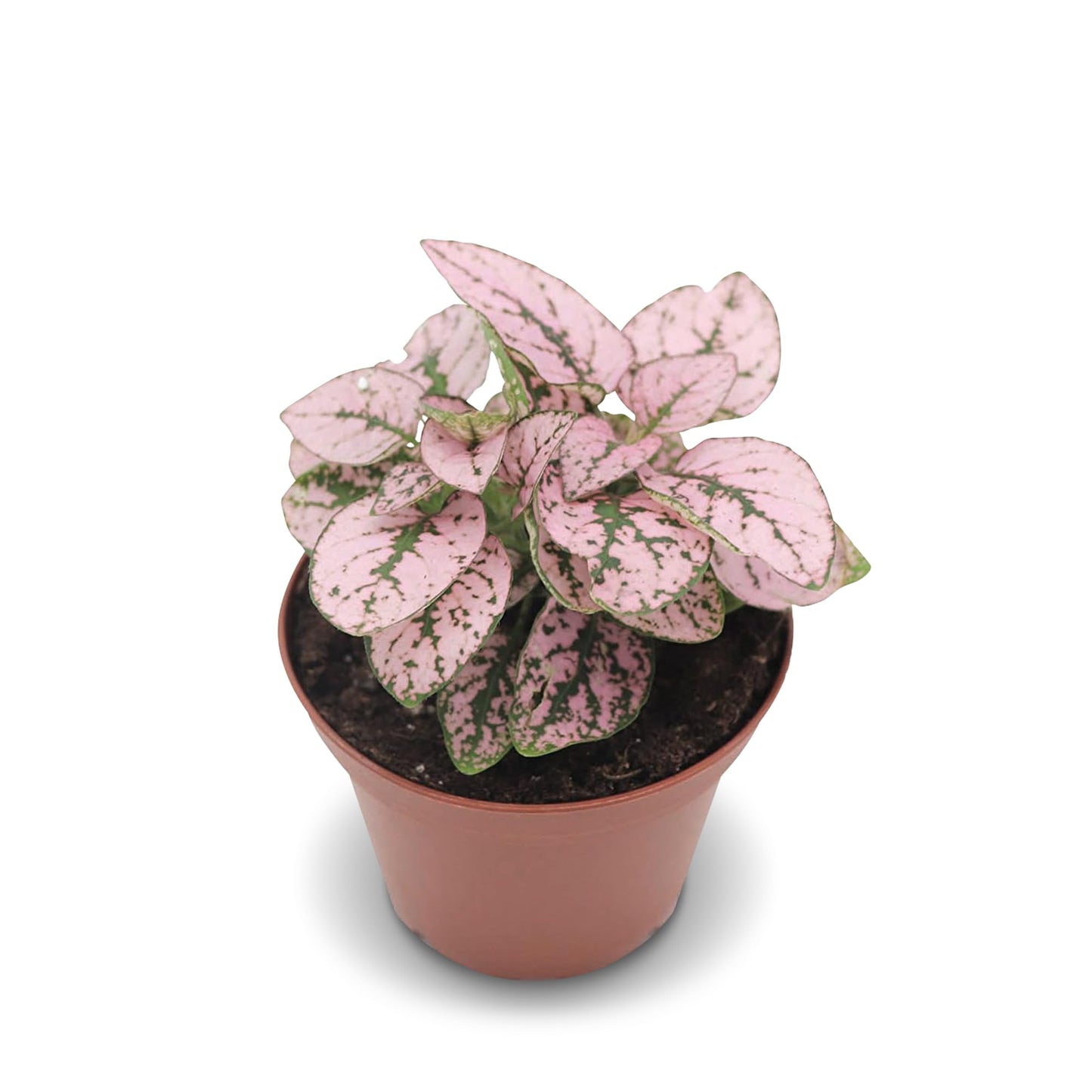 Pink Polka Dot Plant