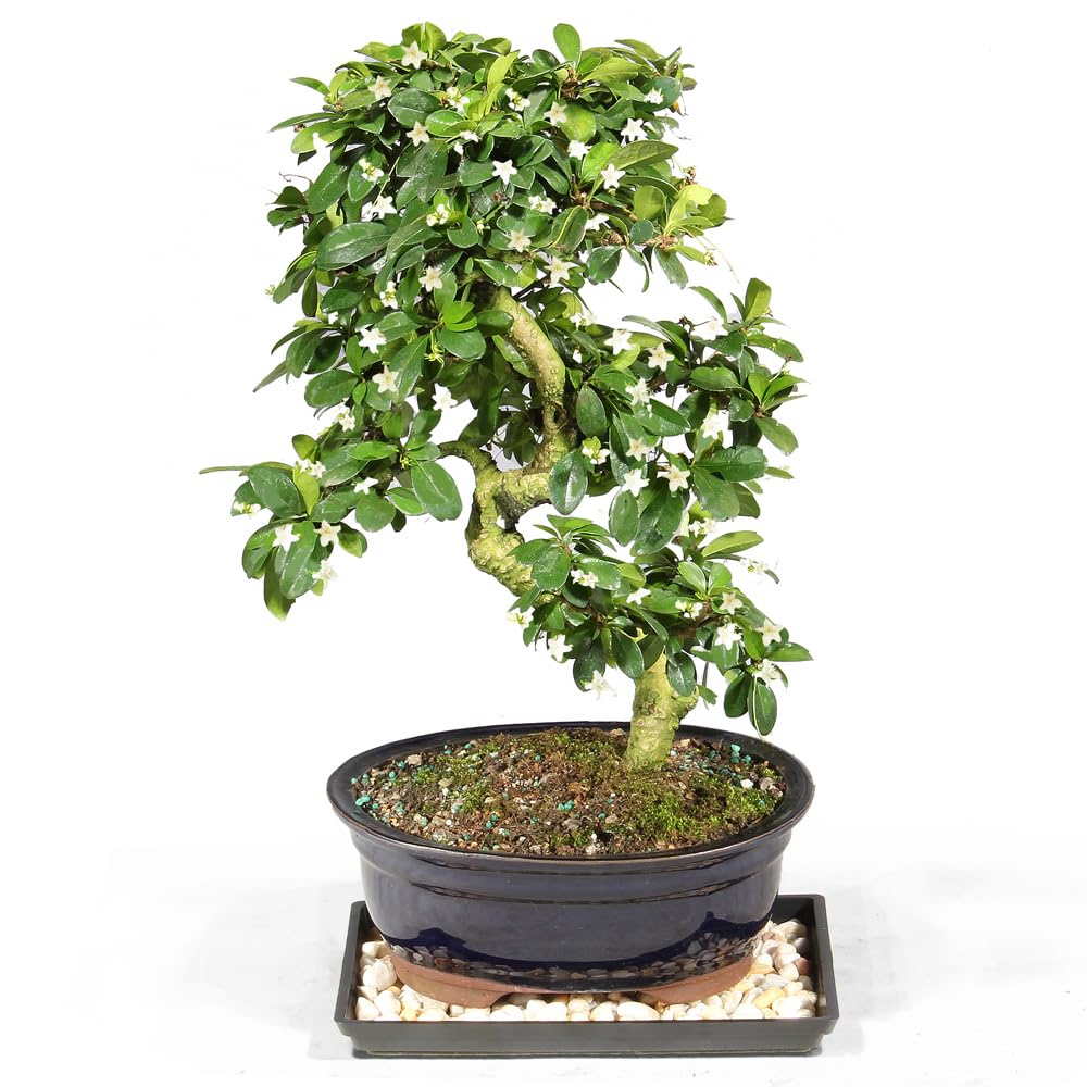 Fukien Tea