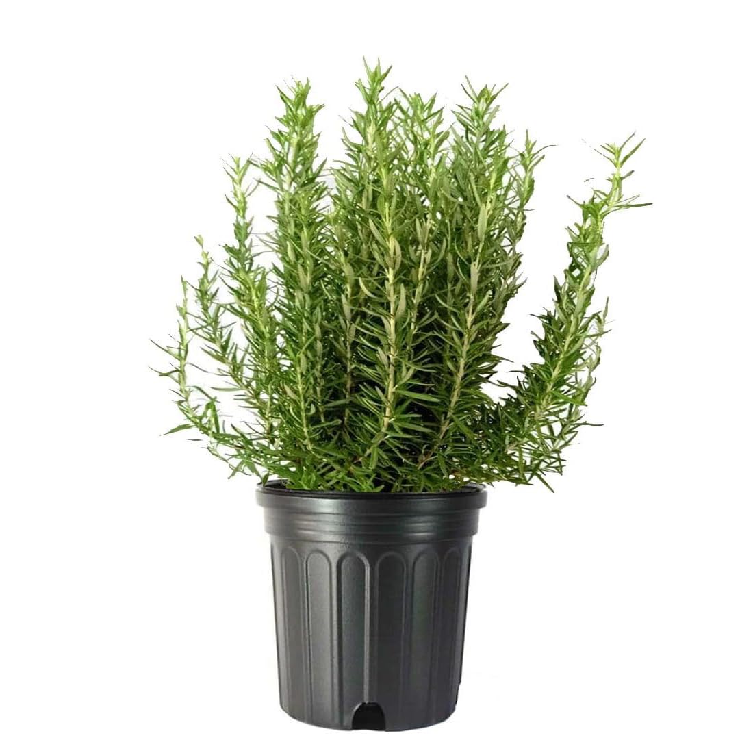 Rosemary