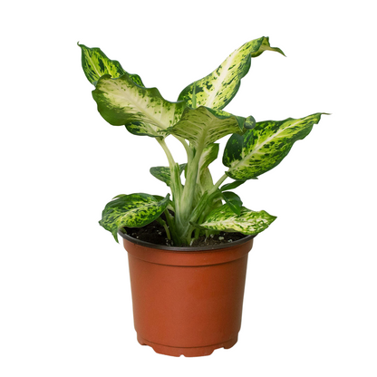 Dieffenbachia 'Amy'