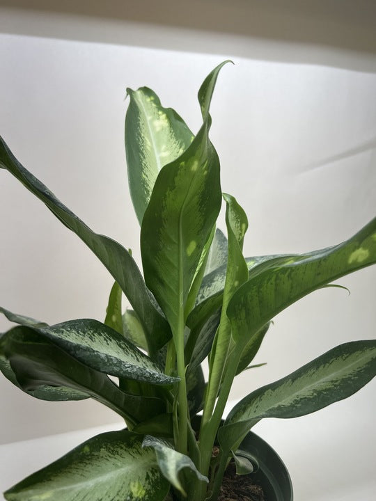 Dieffenbachia Panther