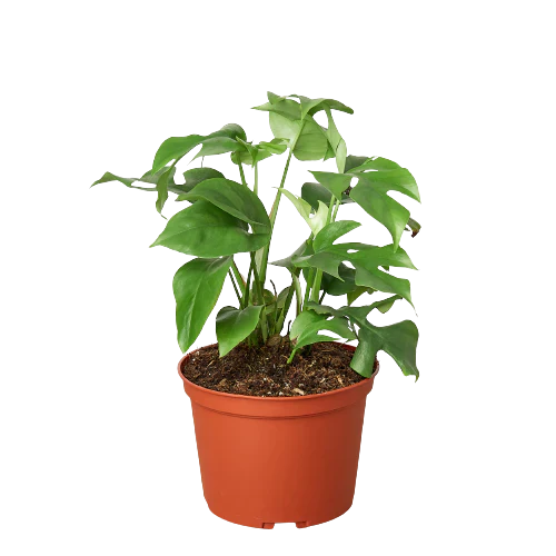 monstera minima plant care Philodendron Mini Monstera Minima – RootGrowings