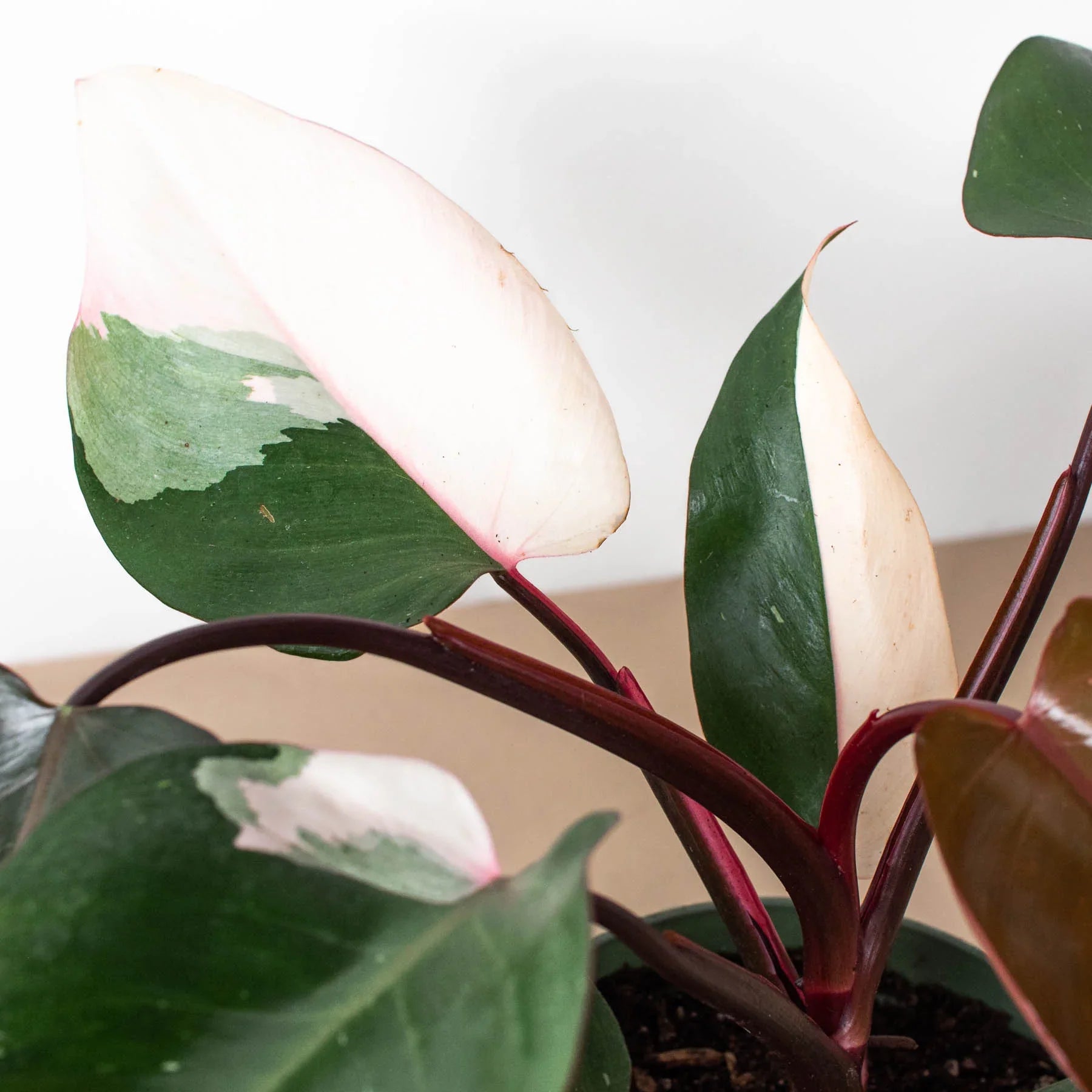 is philodendron pink princess a climber Philodendron 'Pink Princess'