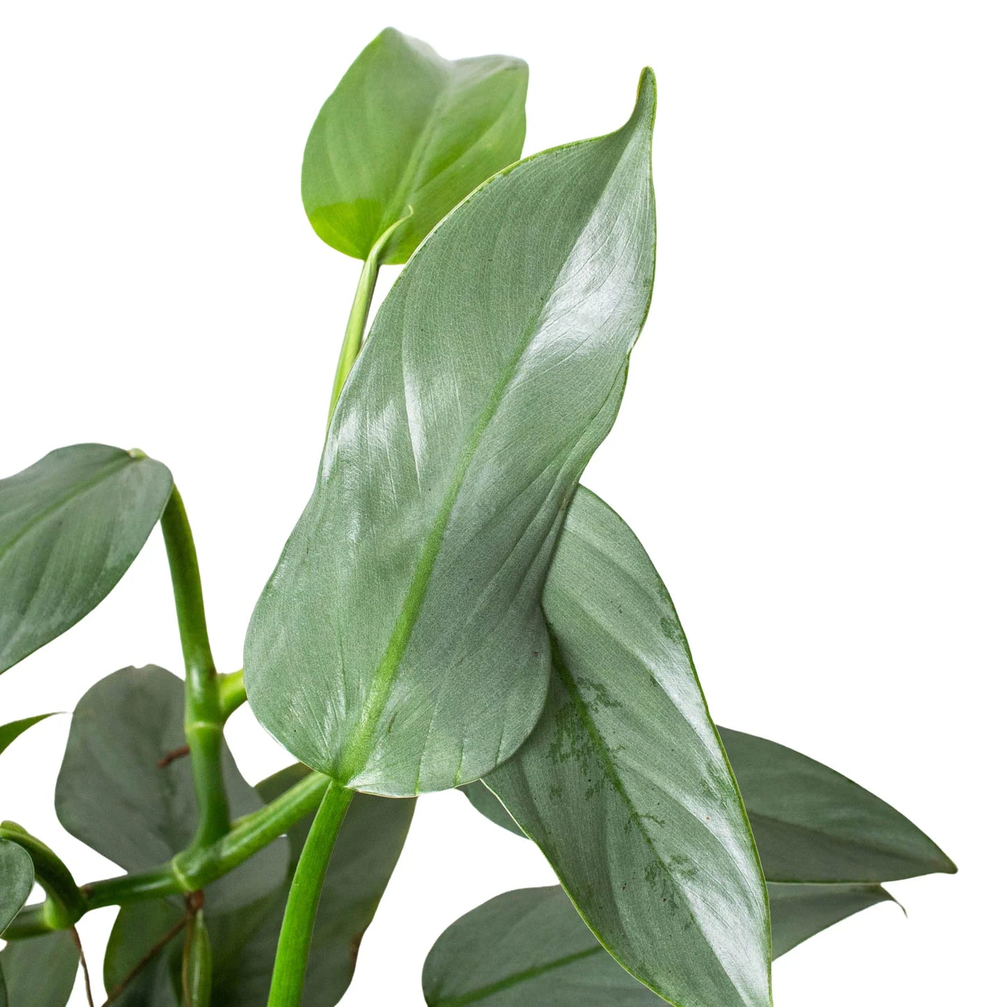 Philodendron 'Silver Sword'