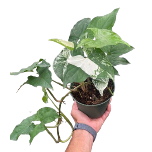 Syngonium 'Albo'