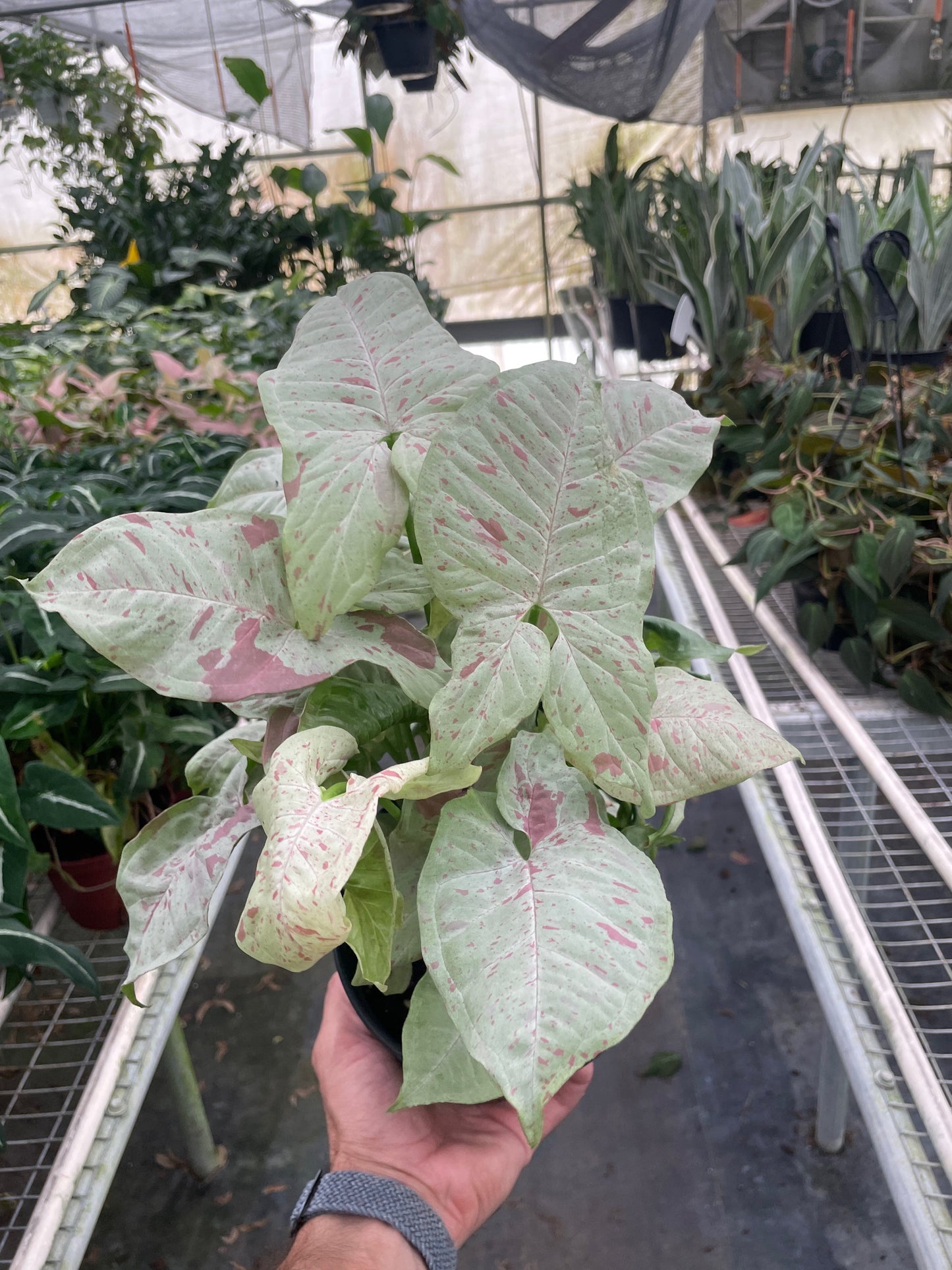 Syngonium 'Milk Confetti'