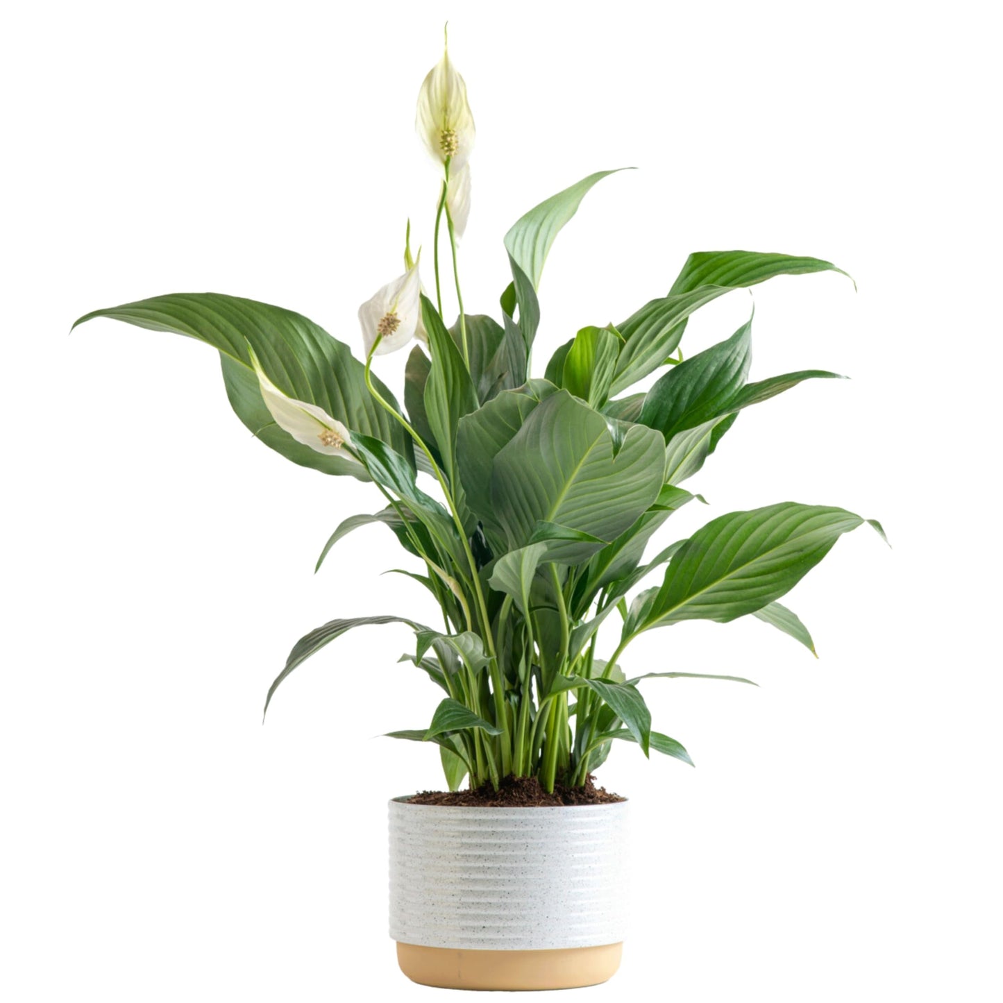 Peace Lily