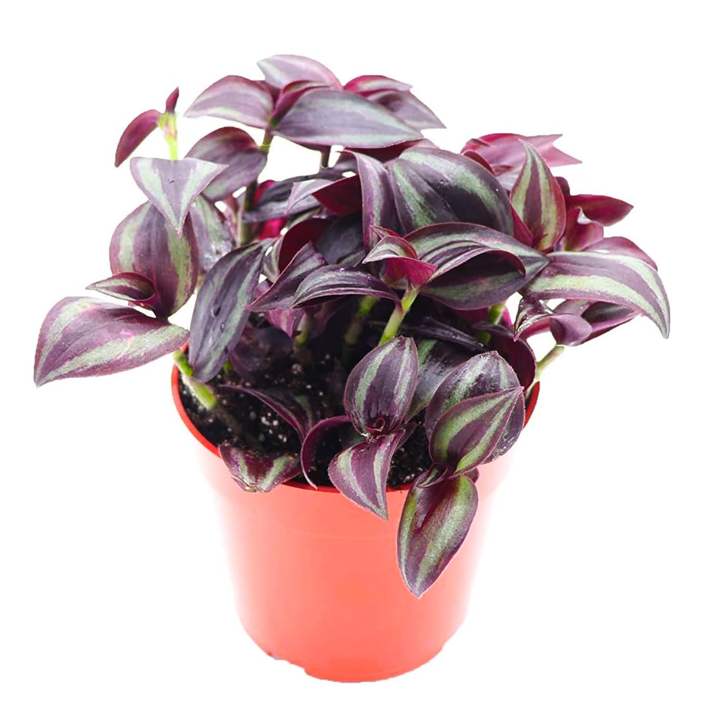 Tradescantia