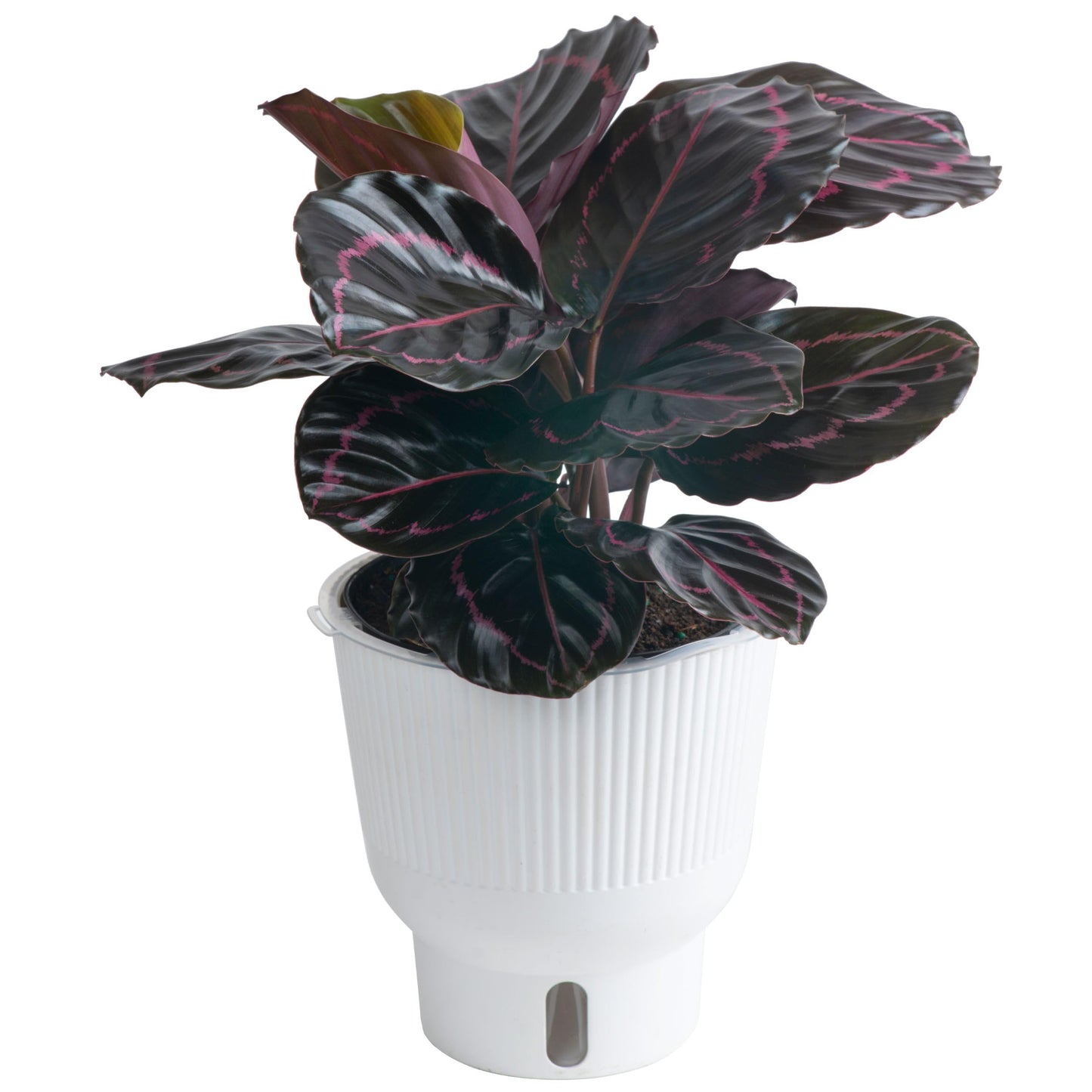 Calathea Dottie