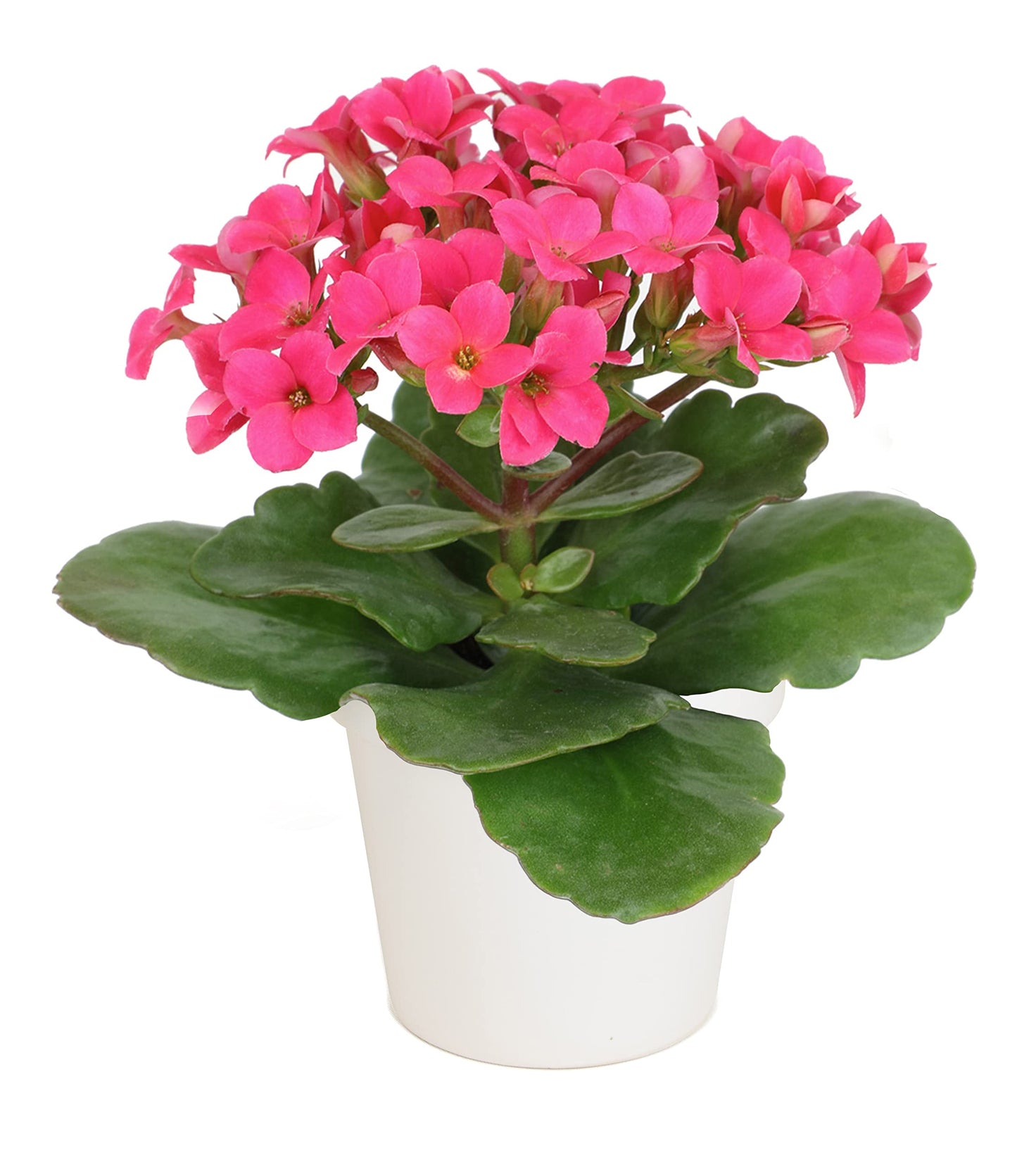 Kalanchoe