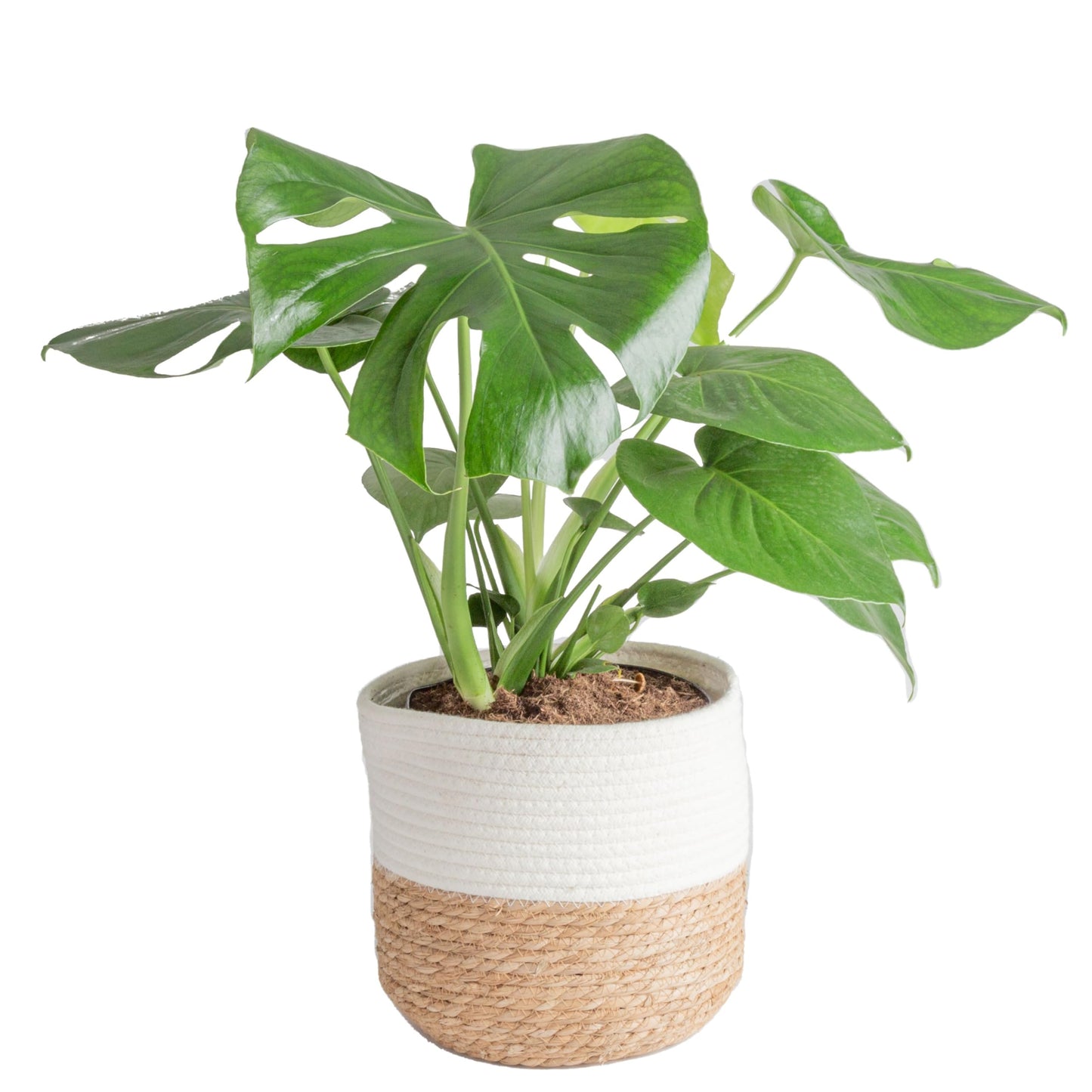 Monstera