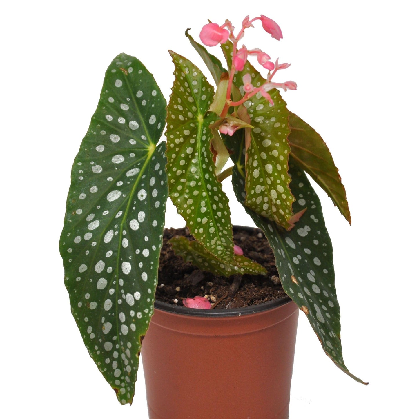 Polka Dot Begonia