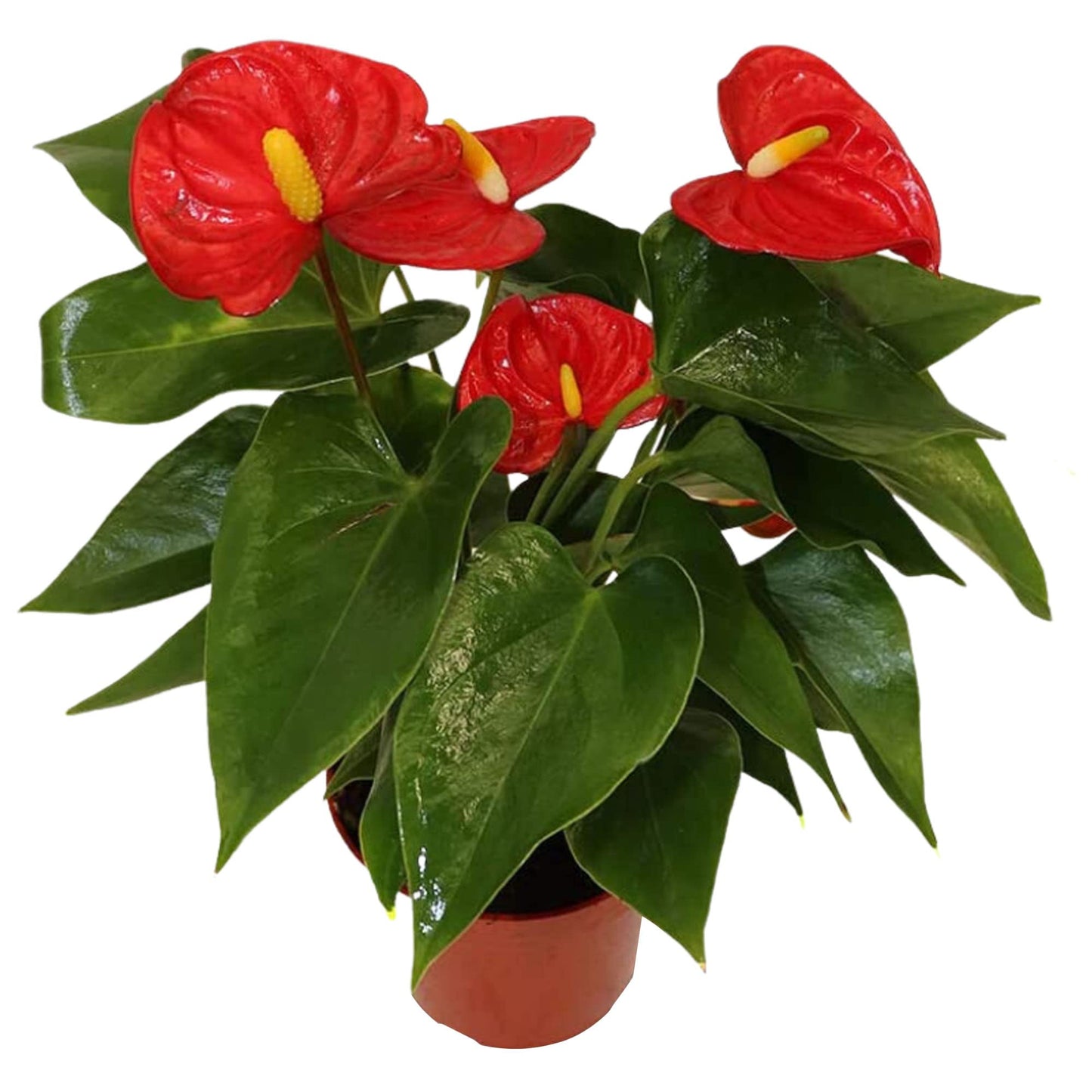 Anthurium Red