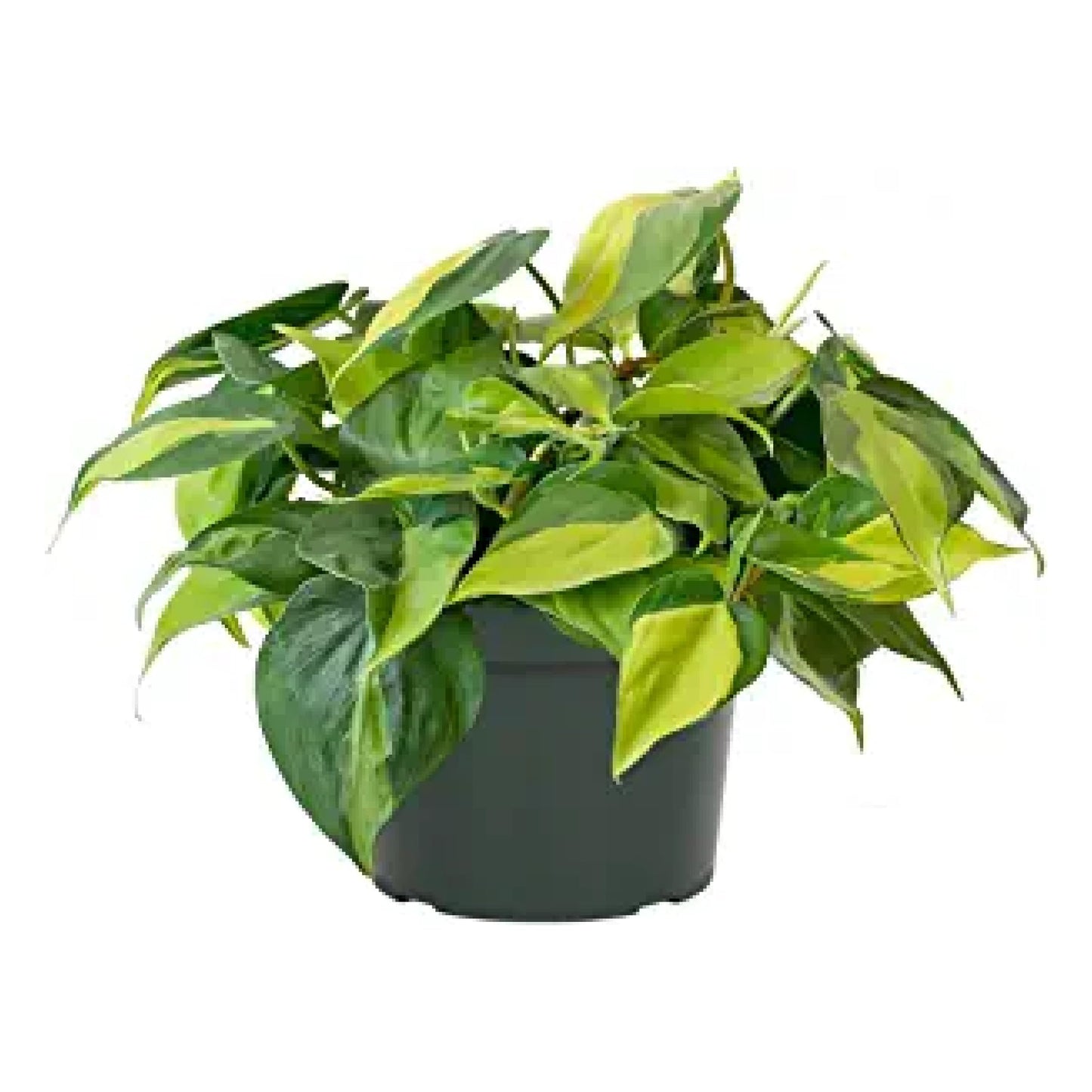 Philodendron Brasil