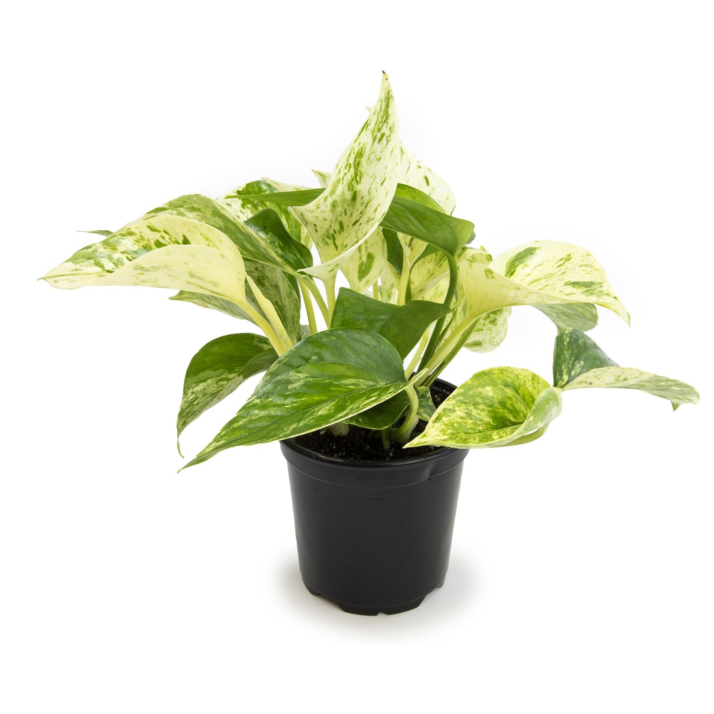 Marble Queen Pothos