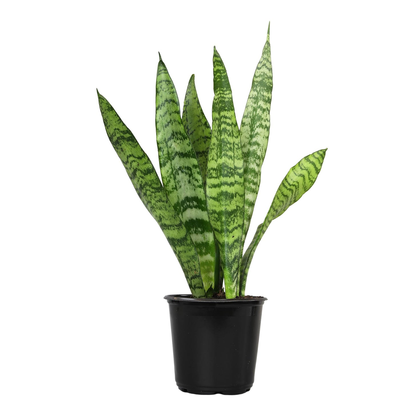 Sansevieria Zeylanica