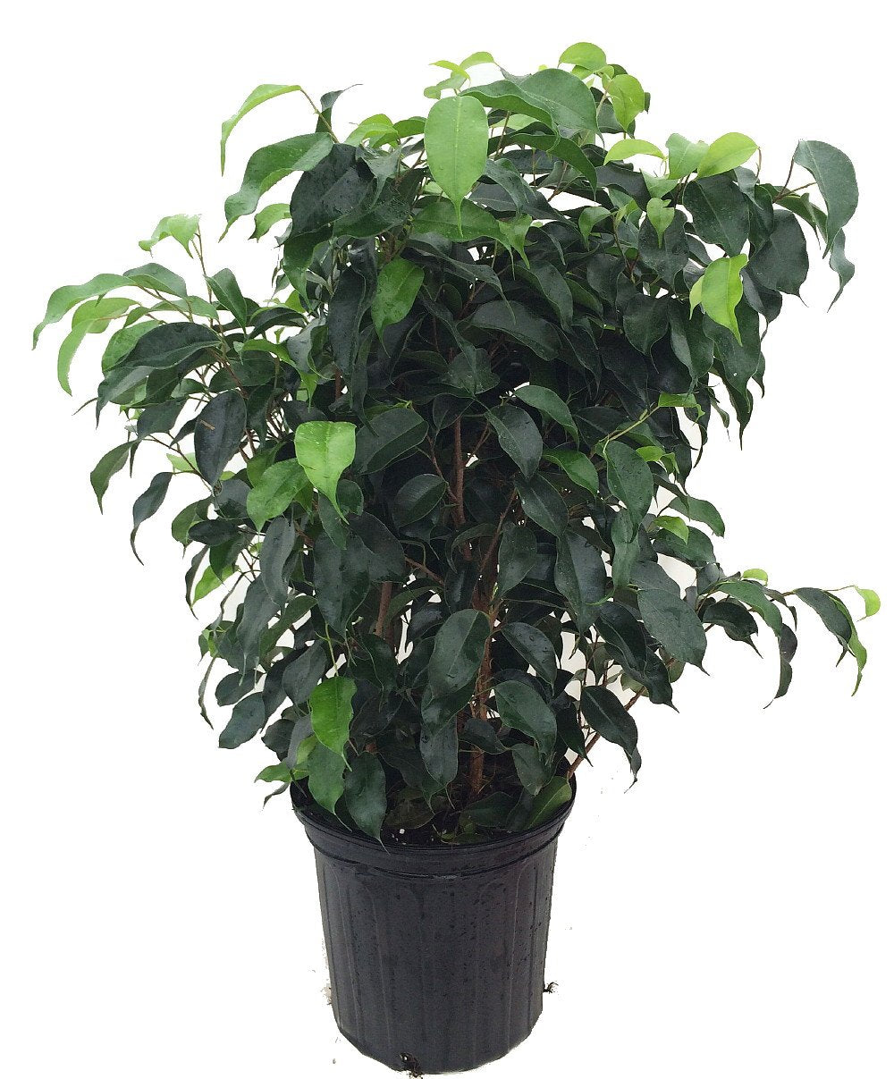 Weeping Fig Tree – RootGrowings