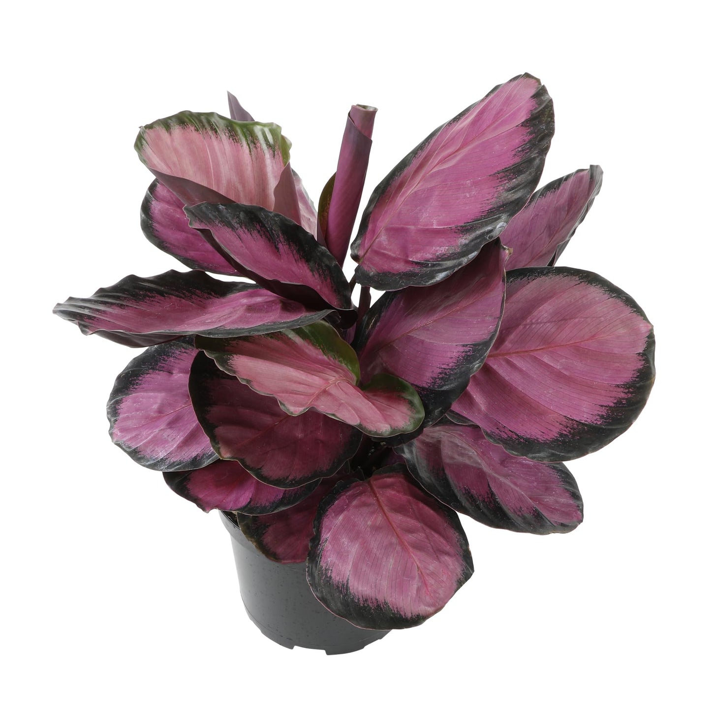 Purple Calathea