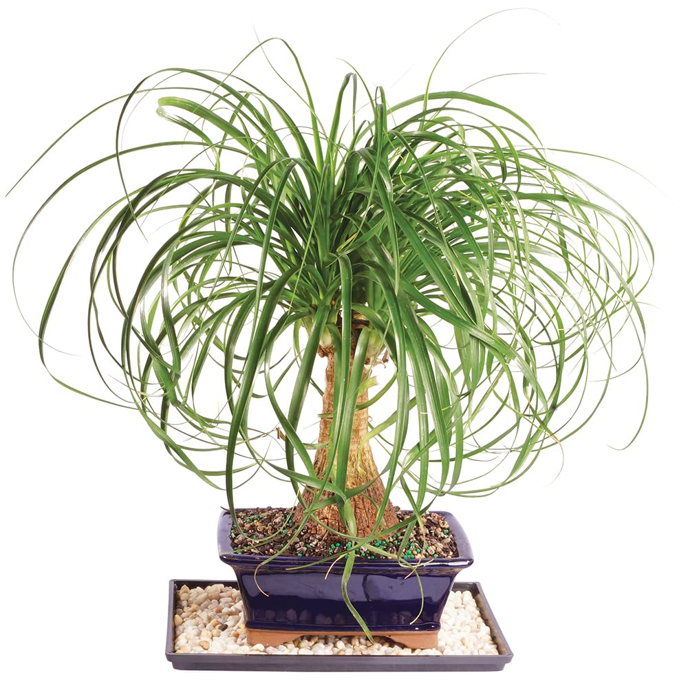 Ponytail Palm