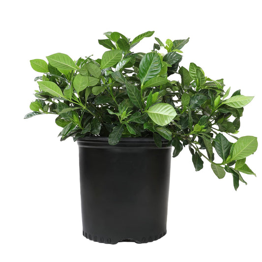 Cape Jasmine