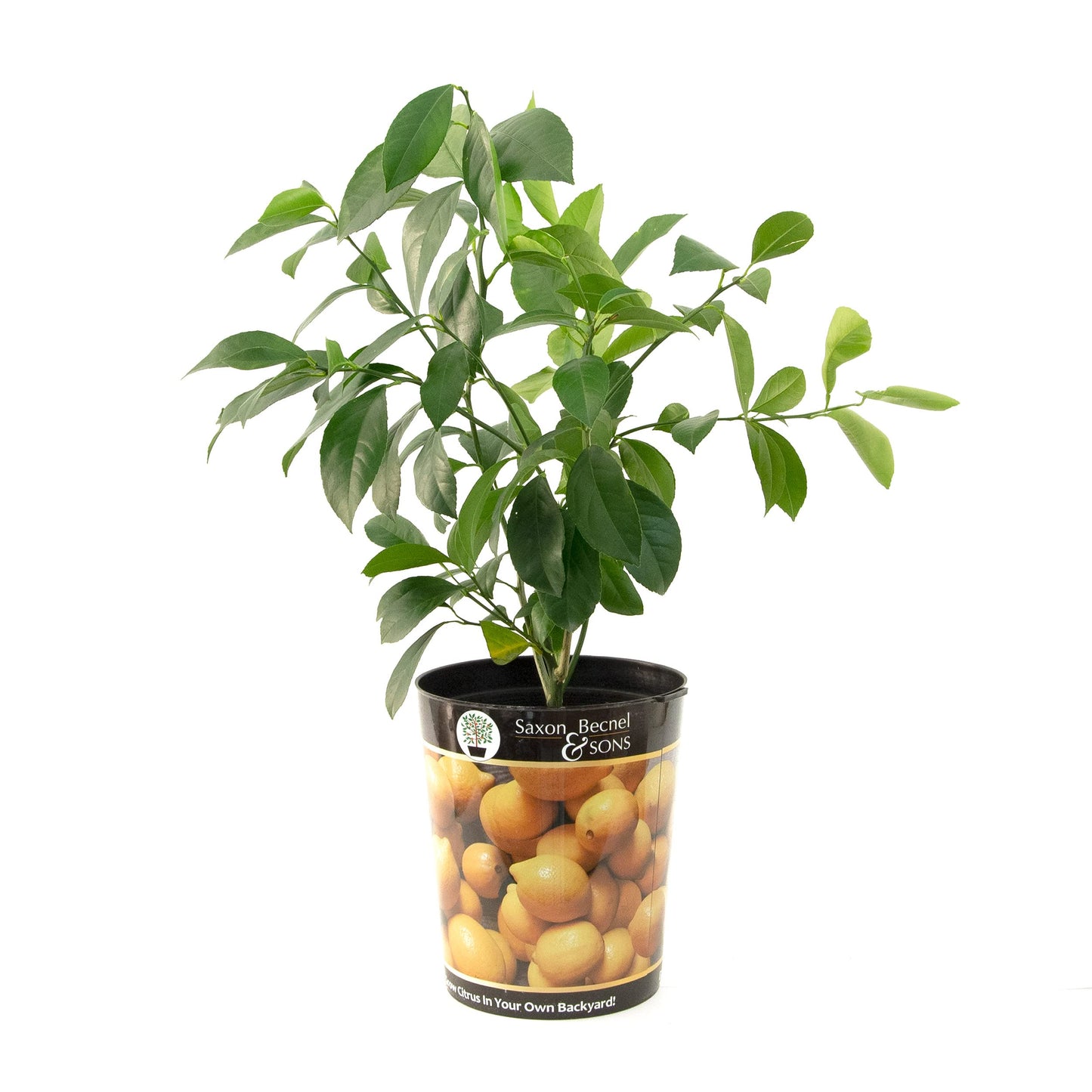 Meyer Lemon Tree