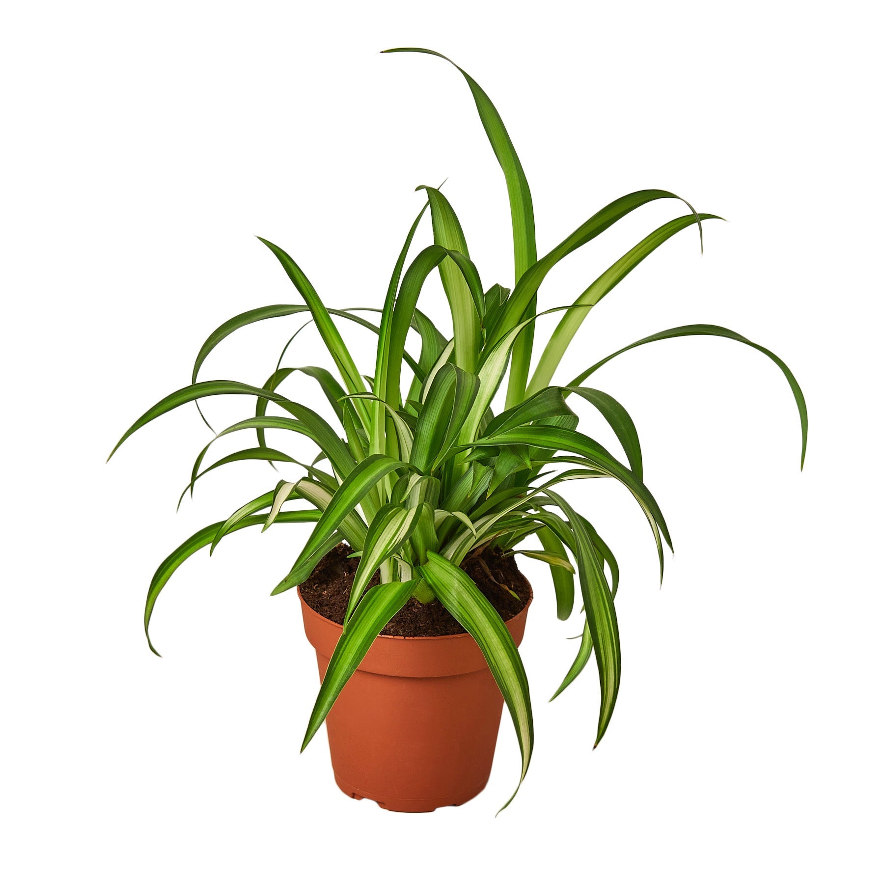 spider plant sold near me Spider Plant Hawaiian – RootGrowings
