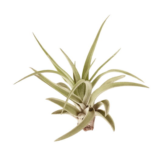 Tillandsia Air Plant Veluntina