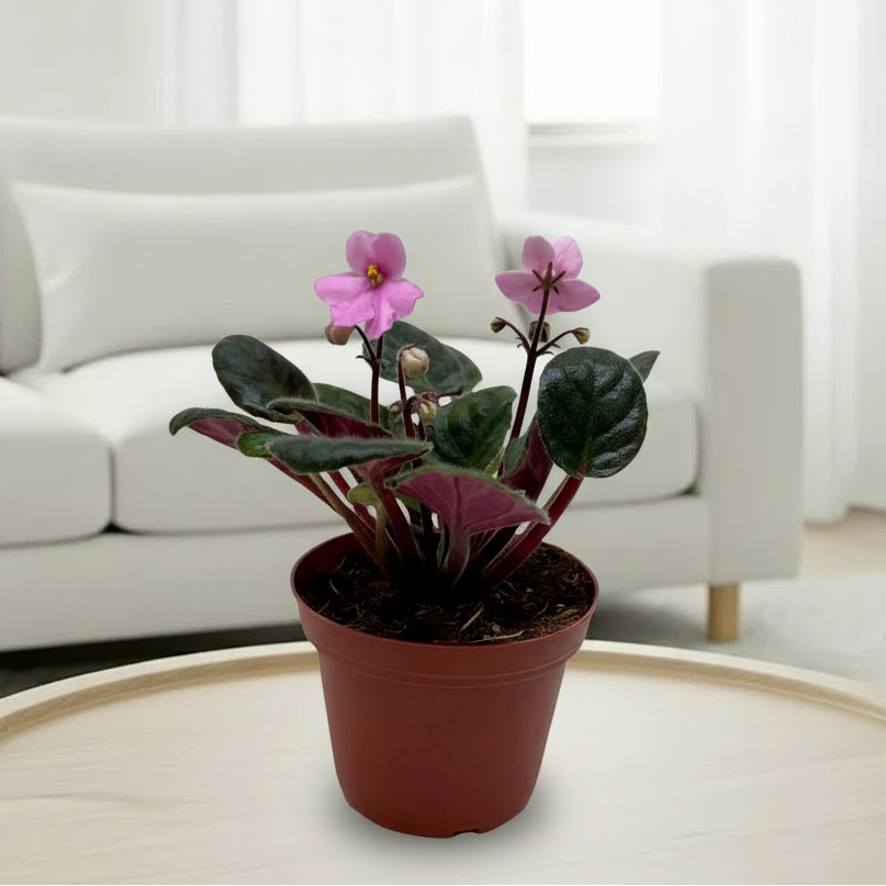 African Violet 'Pink'