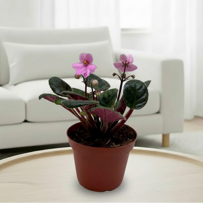 African Violet 'Pink'