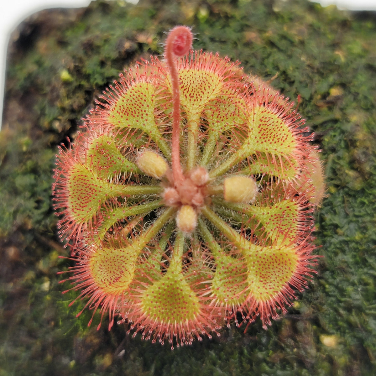 Sundews (Drosera) burkeana