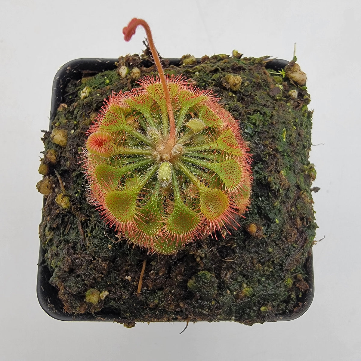 Sundews (Drosera) burkeana