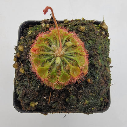 Sundews (Drosera) burkeana