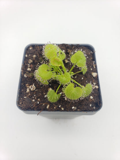 Sundews (Drosera) prolifera  -Live carnivorous plant-