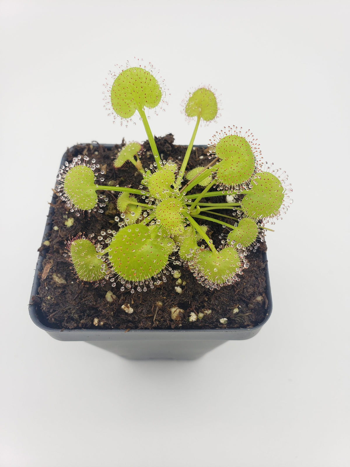 Sundews (Drosera) prolifera  -Live carnivorous plant-