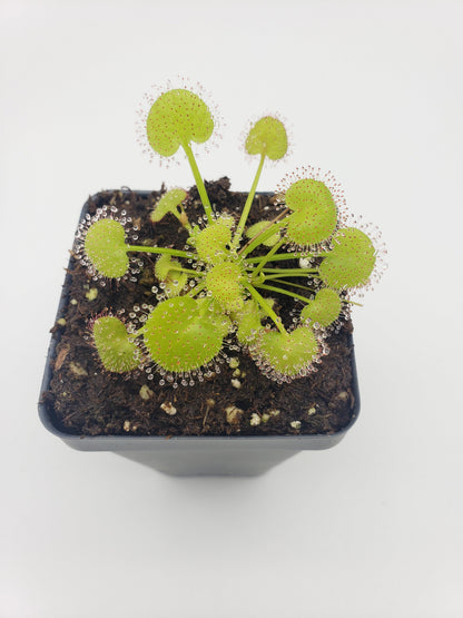 Sundews (Drosera) prolifera  -Live carnivorous plant-