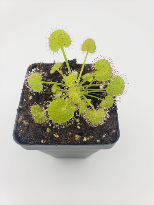 Sundews (Drosera) prolifera  -Live carnivorous plant-