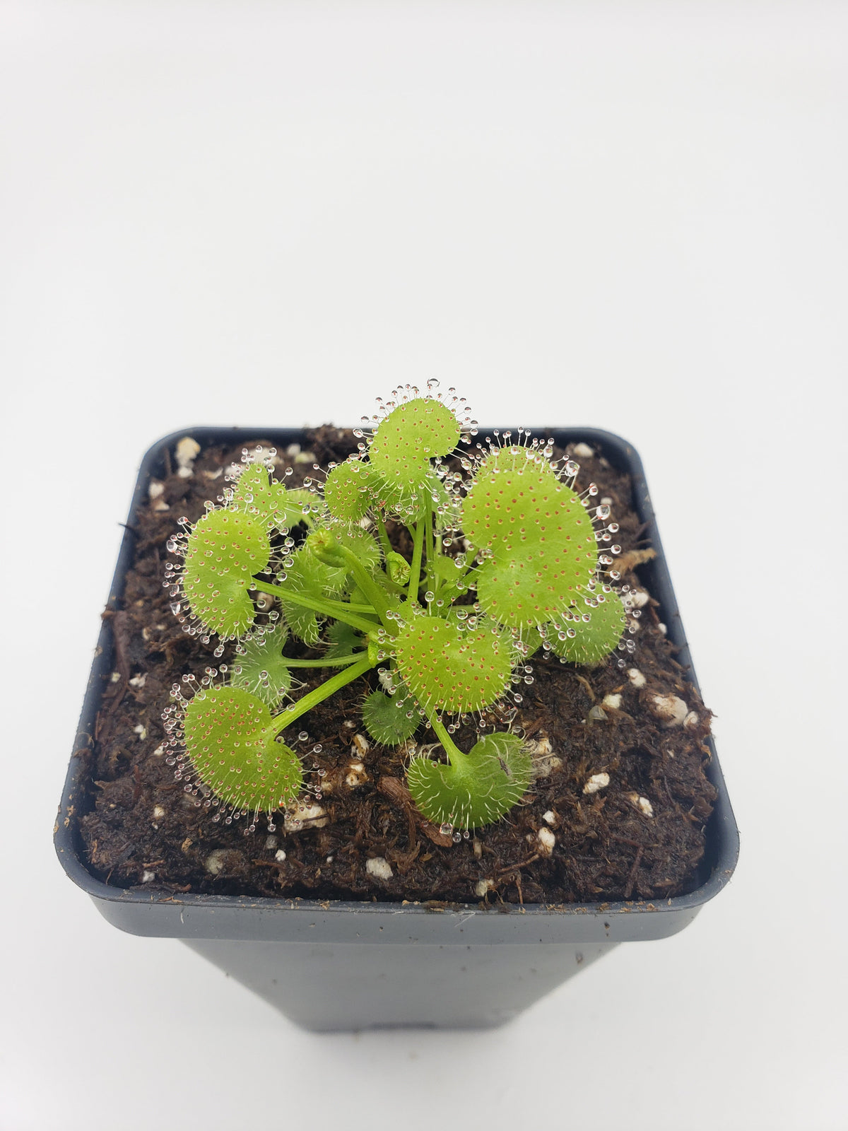 Sundews (Drosera) prolifera  -Live carnivorous plant-