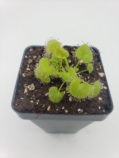 Sundews (Drosera) prolifera  -Live carnivorous plant-