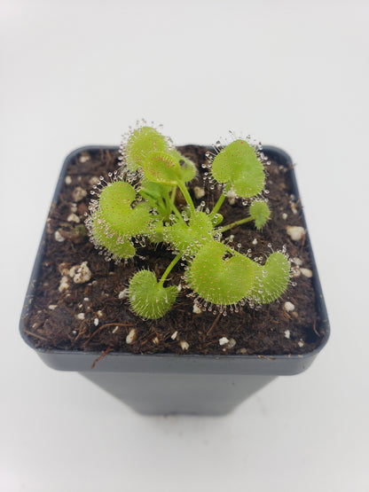 Sundews (Drosera) prolifera  -Live carnivorous plant-