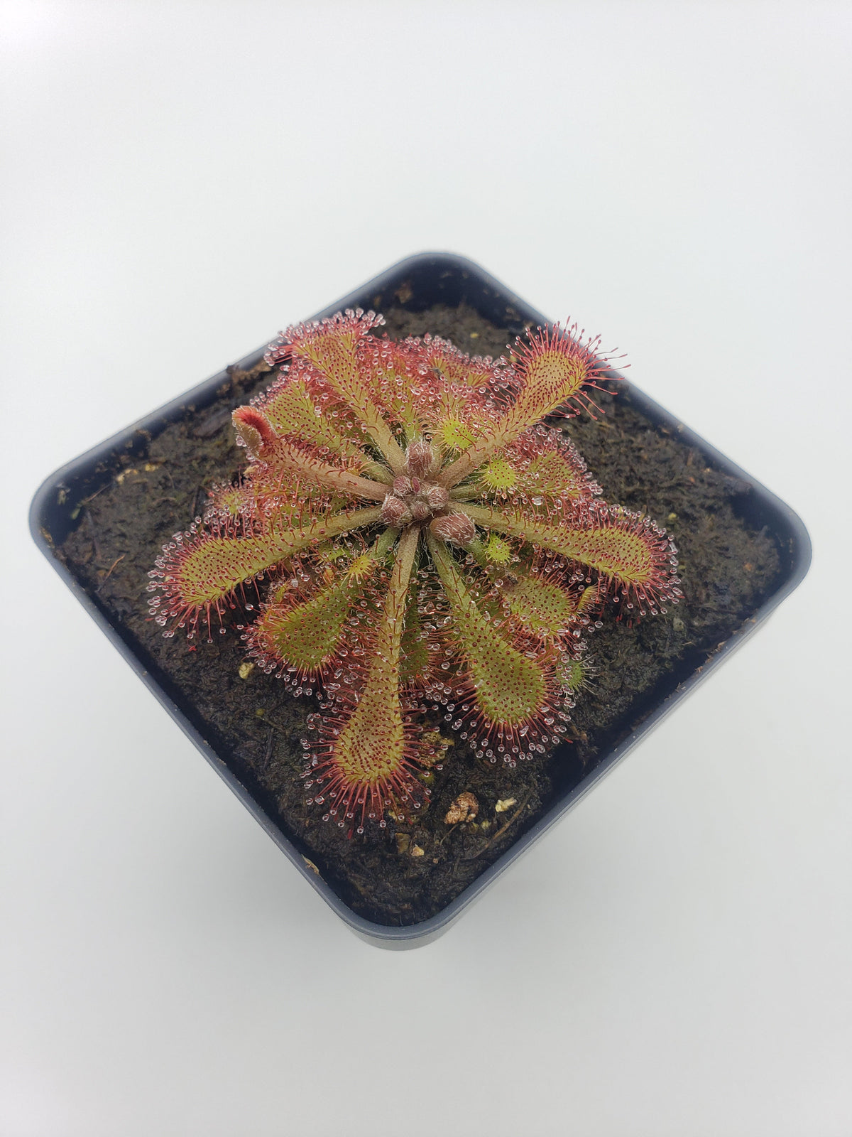 Sundews (Drosera) tokaiensis