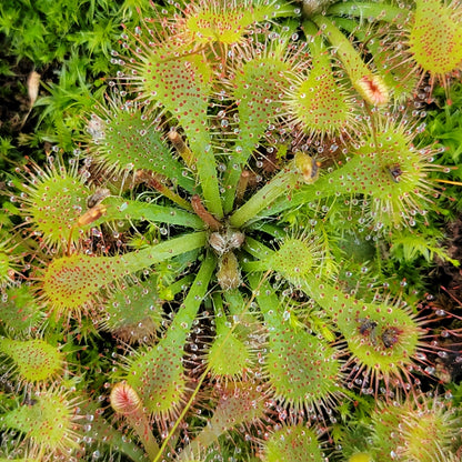 Sundews (Drosera) tokaiensis